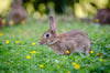 A bunny in green grass with dandelions