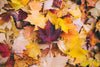 A closeup of colorful autumn leaves