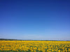 Sunflower field with blue sky