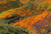 A mountainous landscape covered in purple and orange wildflowers