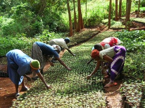 Five people in colorful clothing bend over rows of small plants in a lush, shaded outdoor nursery, tending to seedlings on the forest floor surrounded by green trees and foliage.